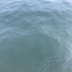 まさかのシイラ