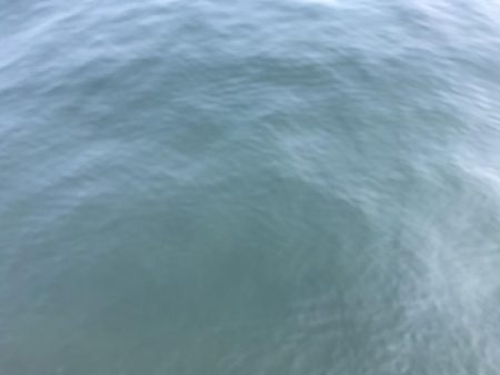 まさかのシイラ