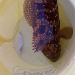 ゆったりライトロック