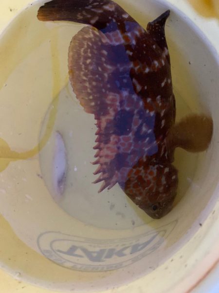 ゆったりライトロック