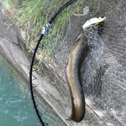 園瀬川でシーバス