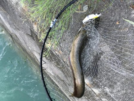 園瀬川でシーバス