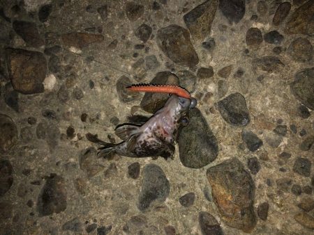 チニングのはずが