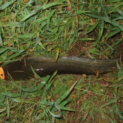 久々に雨後のナマズ調査