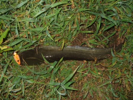 久々に雨後のナマズ調査