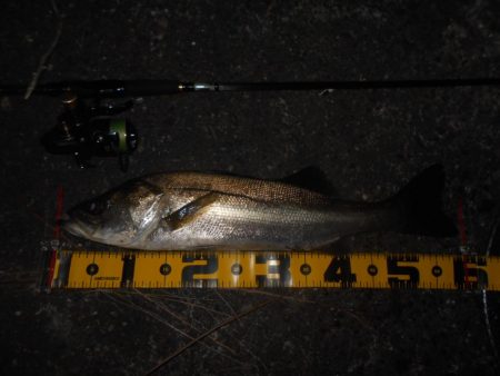 UK BAIT15でヒット