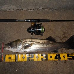 ランカーバレる…。