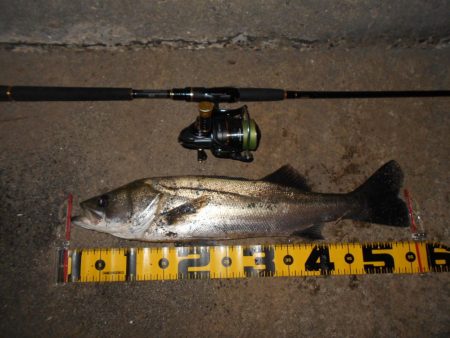 ランカーバレる…。