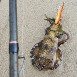 午後からエギング