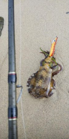 午後からエギング