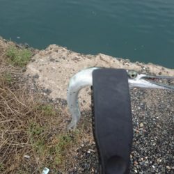 なかなかつれない。