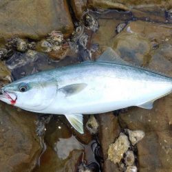 小っちゃい青物～アオリイカ