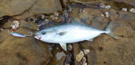 小っちゃい青物～アオリイカ
