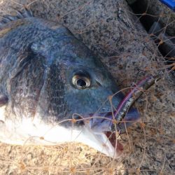 チヌトップ！！