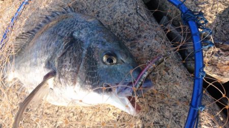 チヌトップ！！