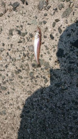 キス釣れました。