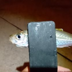 ケンサキ狙いで何故かアジング？！