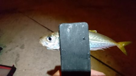 ケンサキ狙いで何故かアジング？！