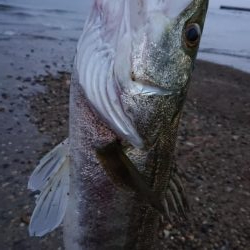波打ち際の攻防戦。〜いい引きしましたぁ〜！