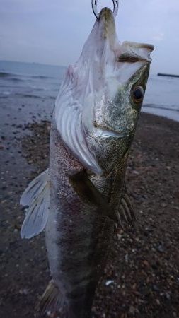 波打ち際の攻防戦。〜いい引きしましたぁ〜！