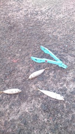 淡路タチウオ調査〜活性は高いぞ！