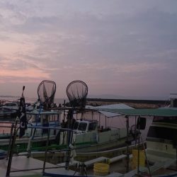 たこ、タコ、蛸！