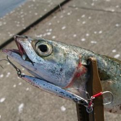 ポーアイ沖で9目