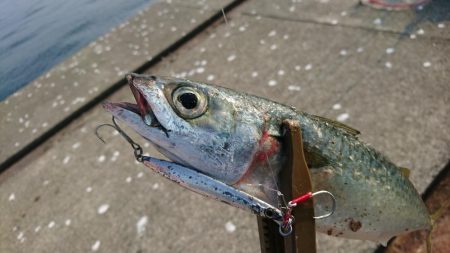 ポーアイ沖で9目