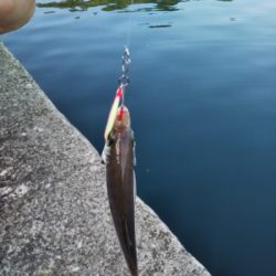 沼島でライトゲーム2