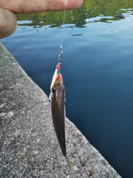 沼島でライトゲーム2