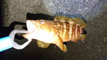 ルアーで初のロックフィッシュ