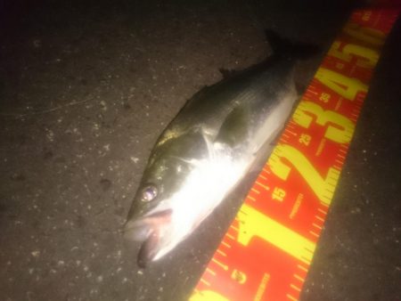 円山川シーバス