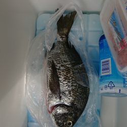 泉佐野一文字でフカセ釣り