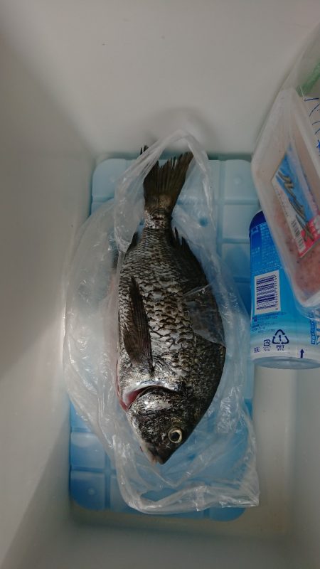 泉佐野一文字でフカセ釣り