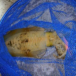 潮が動きだしたその時！