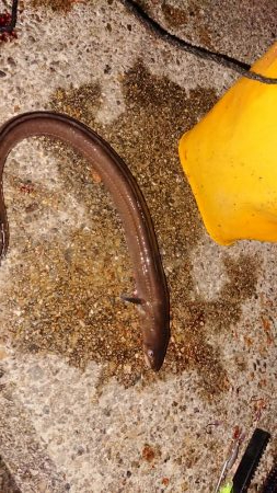 まさかのアナゴ