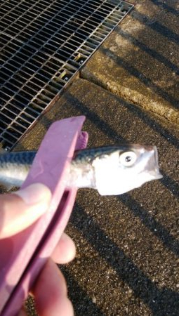 タコ釣りからアジング