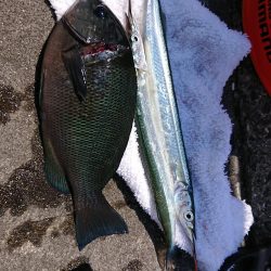 サヨリも難しい