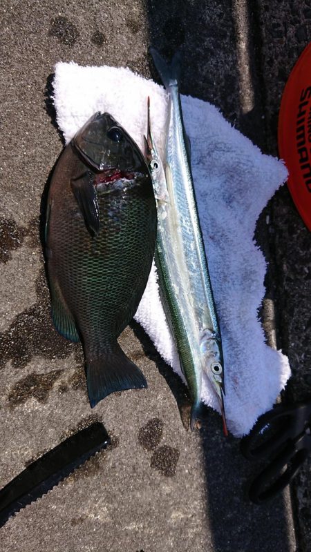 サヨリも難しい