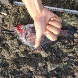 チヌ(クロダイ)釣れたぜ✌️