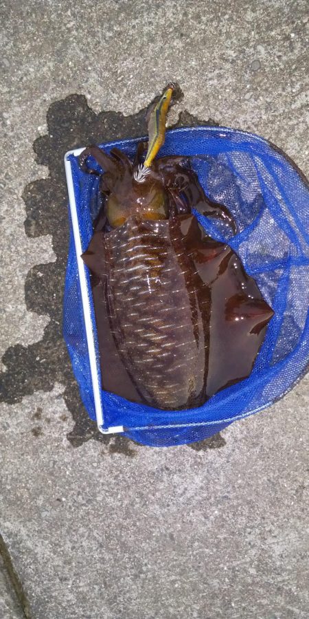 久々に釣れました