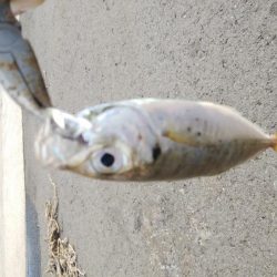 今日はまったり釣行