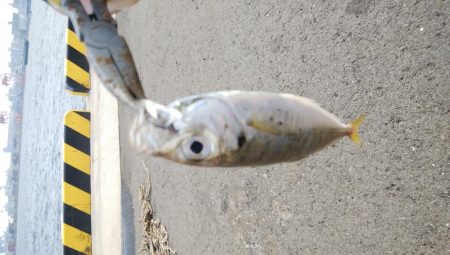 今日はまったり釣行