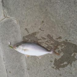 アオリイカ＆初めてのネリゴ