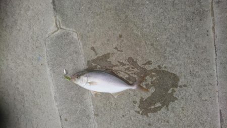 アオリイカ＆初めてのネリゴ