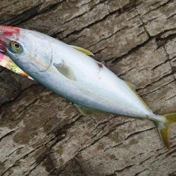 サイズは小さいです。