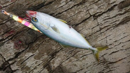 サイズは小さいです。