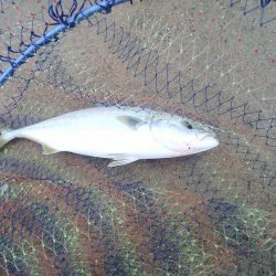 雨の中、ツバス