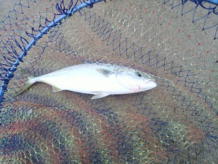 雨の中、ツバス