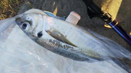 初めてのジグサビキ